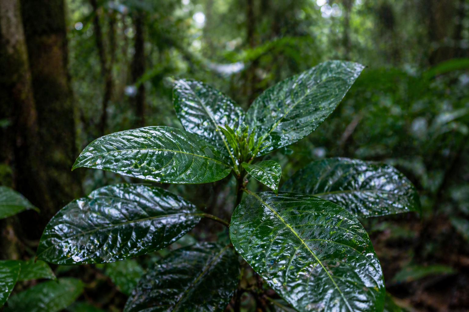 Hojas de Psychotria viridis (chacruna)